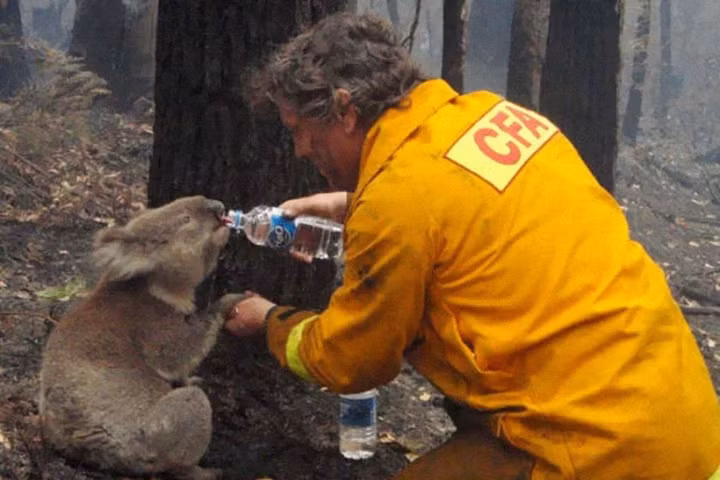 Một người lính cứu hỏa cho một chú gấu koala uống nước sau vụ cháy rừng ở Victoria, Australia năm 2009.