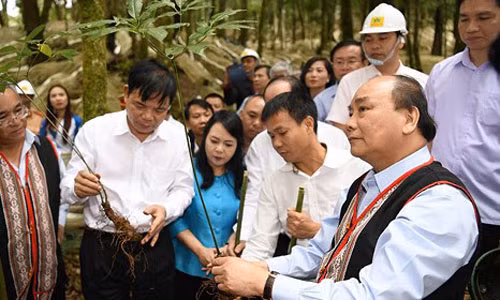 Thu tuong tham mo hinh san xuat sam Ngoc Linh quy mo lon tai Kon Tum