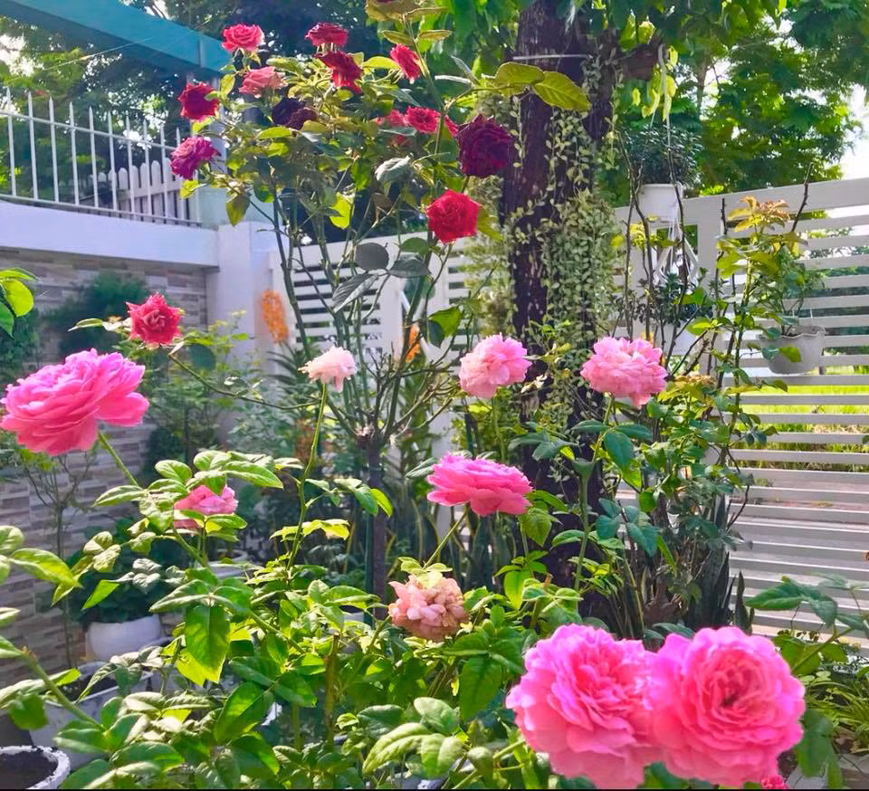 Rất nhiều loại hoa hồng đẹp được vợ chồng Quyền Linh trồng trong sân vườn.