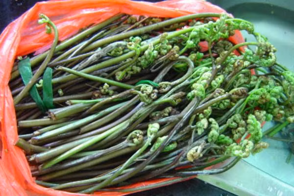 2. Rau dớn: Rau dớn là một loại rau thuộc bộ dương xỉ mọc dại ở nhiều vùng núi. Ngày nay được sử dụng nhiều và được xem như một loại rau đặc sản của núi rừng, đặc biệt là của vùng núi Tây Bắc.