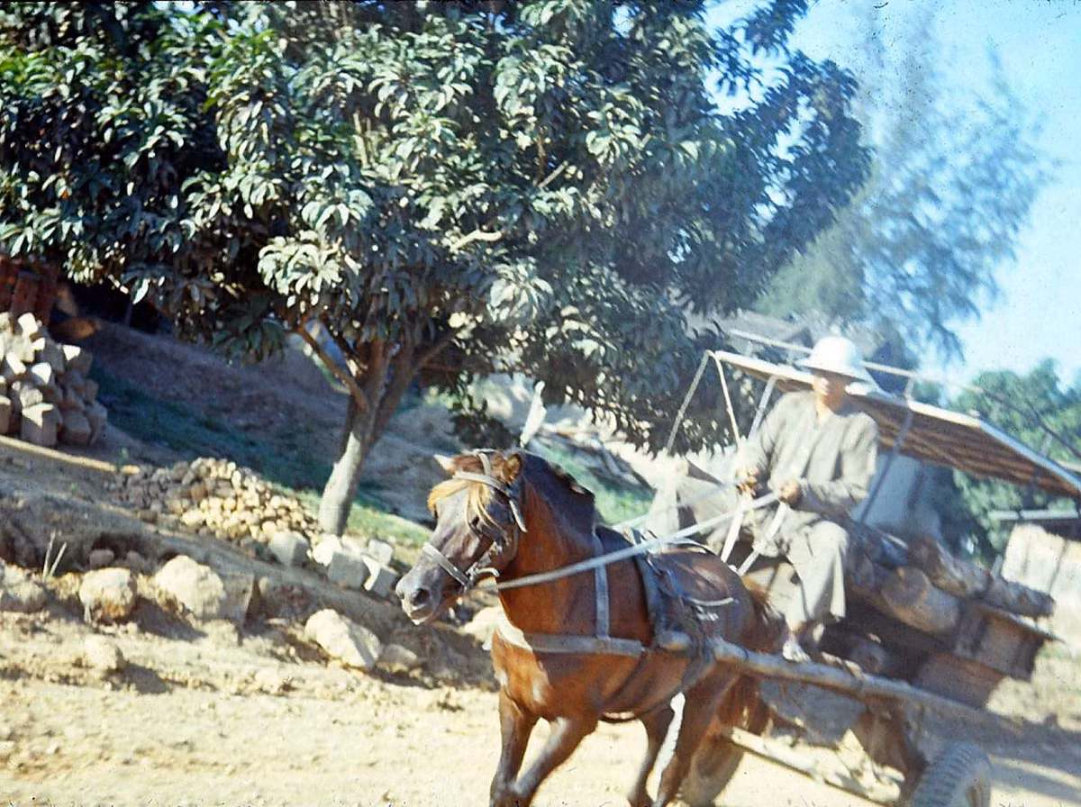 Xe ngựa trên đường phố Phan Rang. Ảnh: Michael's photos.