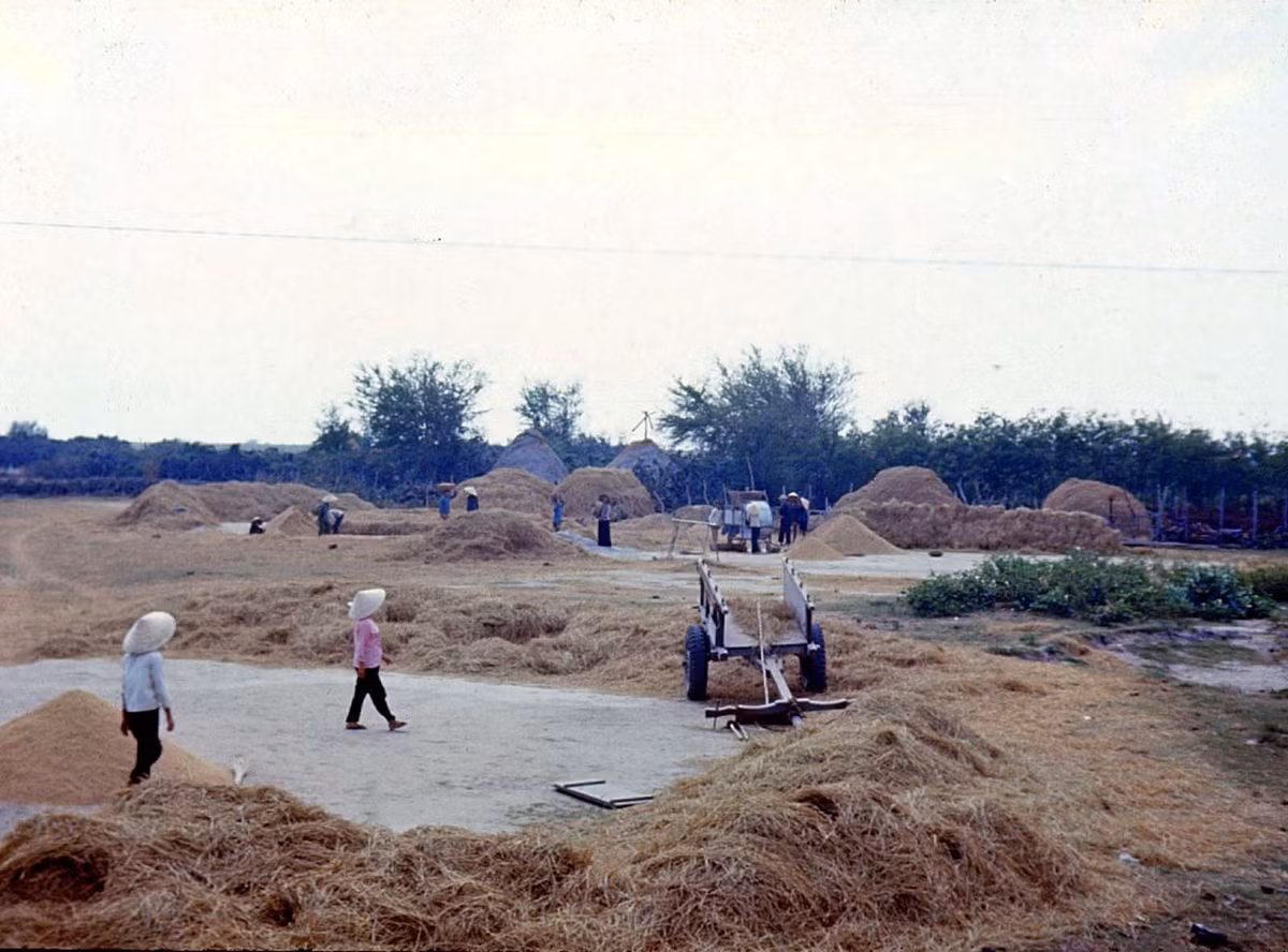 Người nông dân thu gom rơm rạ sau mùa gặt ở ngoại vi thị xã. Ảnh: Michael's photos.