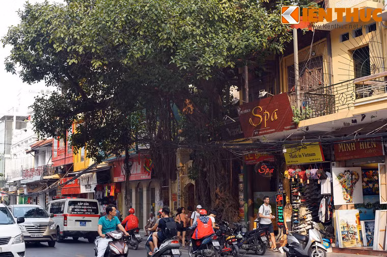 Cây có chiều cao trên 20 mét, đường kính thân gần 3 mét.