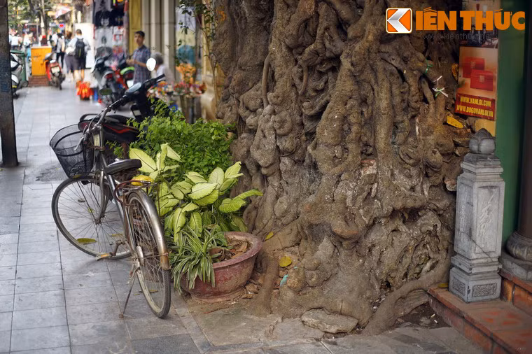 Hơn một nửa gốc cây nằm bên trong sân đình Cổ Vũ, phần còn lại lộ ra mặt phố.