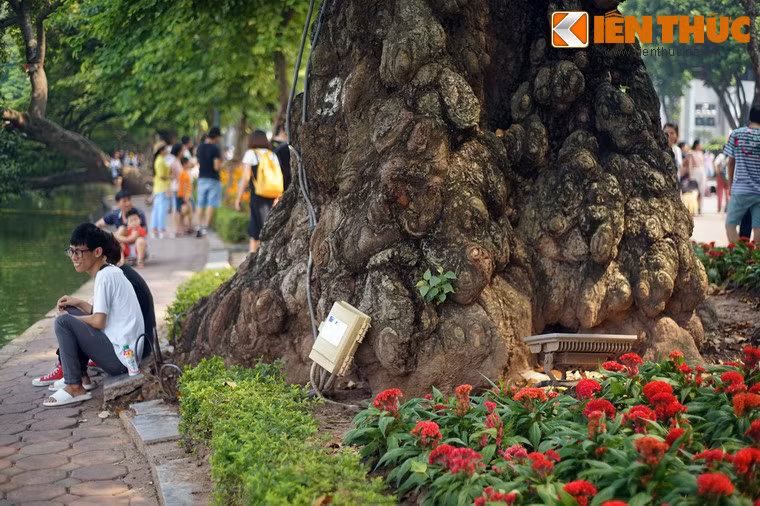 Theo ước lượng, chu vi gốc cây lên đến 8-9 mét, bốn người ôm không hết.