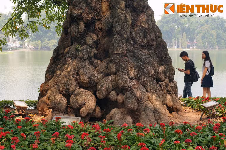 Cây gạo này gây ấn tượng đặc biệt với du khách ghé thăm bờ hồ bởi phần gốc rất lớn.