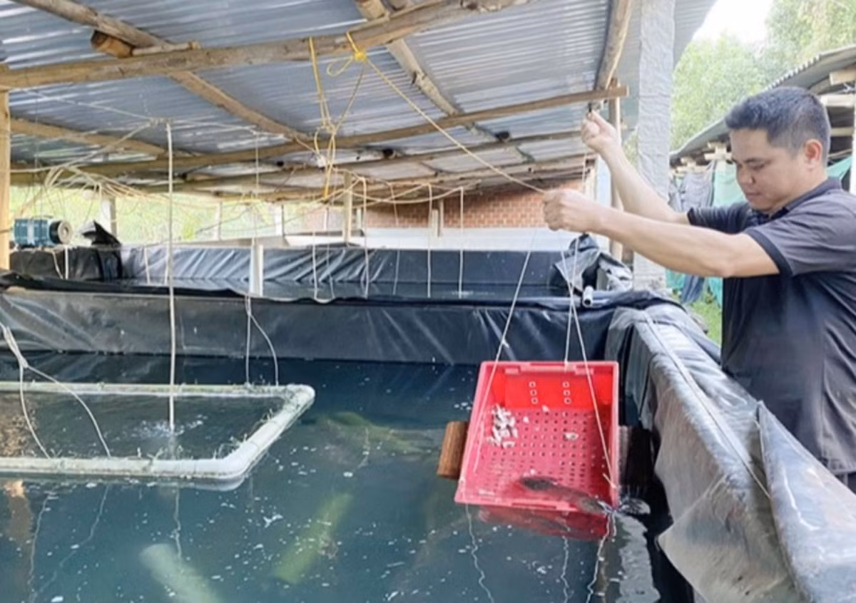 Bình Định: Loại cá nạc thịt bán với giá 500.000 đồng/kg Binh Dinh: Loai ca nac thit ban voi gia 500.000 dong/kg