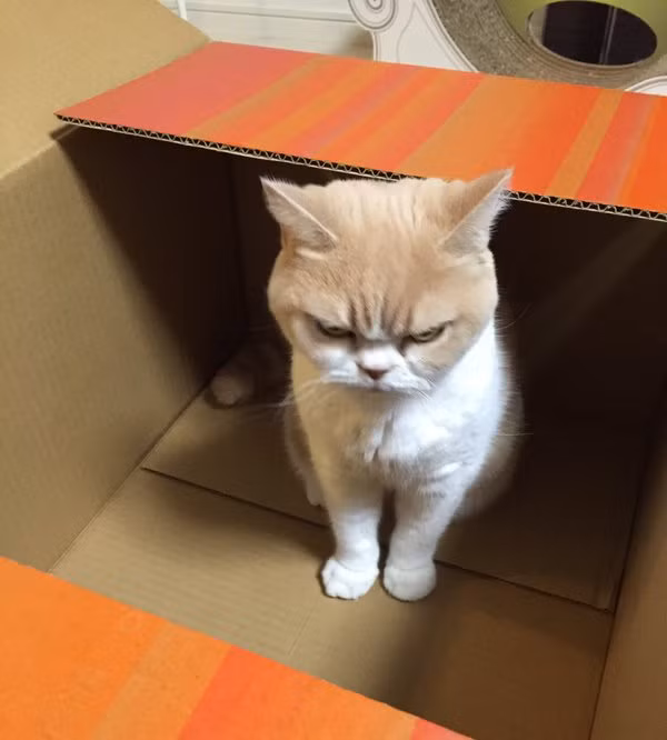 Theo tiếng Nhật, Koyuki có nghĩa là “ánh sáng của tuyết". Nhiều fan hâm mộ trêu đùa "cái tên nói lên tất cả, quả không sai". Lúc nào cũng tỏ ra lạnh lùng, khó gần. Ấy vậy mà cộng động mạng vẫn phải "điêu đứng" vì thích thú.