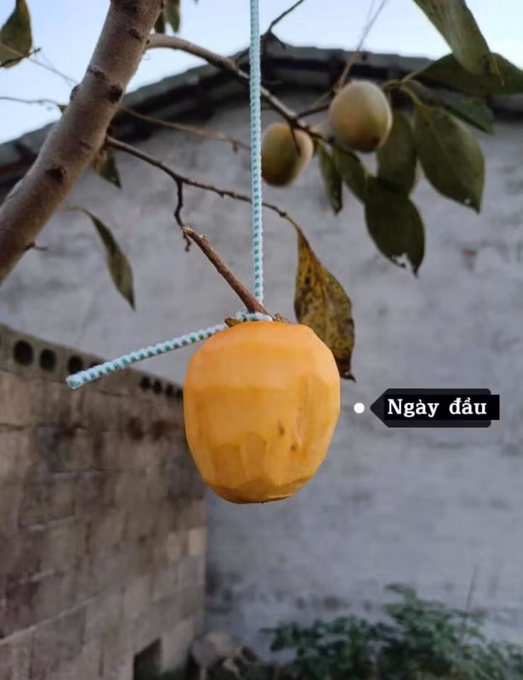 Cô gái này đã chụp lại từng ngày từ khi quả hồng được gọt vỏ và treo lên cây. Ảnh: Hoài Thương/Không sợ chó