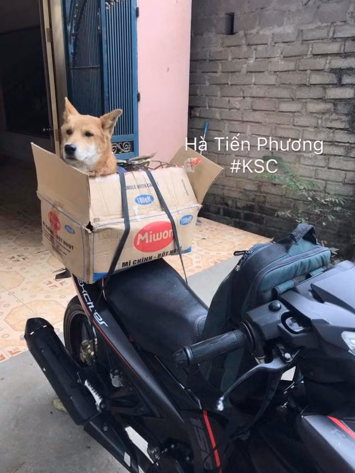 Dù đây là vấn đề nan giải trên đường di chuyển về quê nhưng cái khó ló cái khôn, các "sen" bèn tận dụng sự ứng phó linh hoạt của mình để rồi từ đó cho ra đời muôn vàn cách rước những thú cưng chó mèo về nhà khiến người xem thích thú.