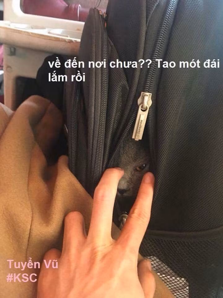 Tuy nhiên đối với các nhà xe không nhận vận chuyển mèo, các sen đành phải giấu diếm "boss" thật kĩ kẻo bị phát hiện.