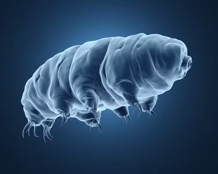Bọ gấu nước còn có tên moss piglets, waterbears hay lợn rêu là sinh vật "khó chết" nhất hành tinh.