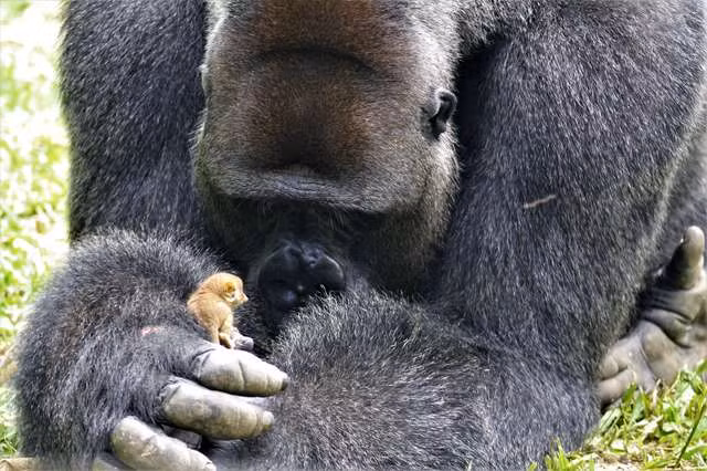 Ngay khi phát hiện ra bé Galagidae, Bobo đã ôm lấy người bạn tý hon này và dành hết mọi sự quan tâm, chú ý của nó cho người bạn mới. Ngược lại, bé Galagidae cũng nhận ra thiện ý của khỉ đột Bobo. Nó tỏ ra thoải mái, di chuyển xung quanh cơ thể của Bobo. Ngay cả khi được thả ra đi lại dưới mặt đất, người bạn tý hon này vẫn quay trở về trong vòng tay của Bobo.