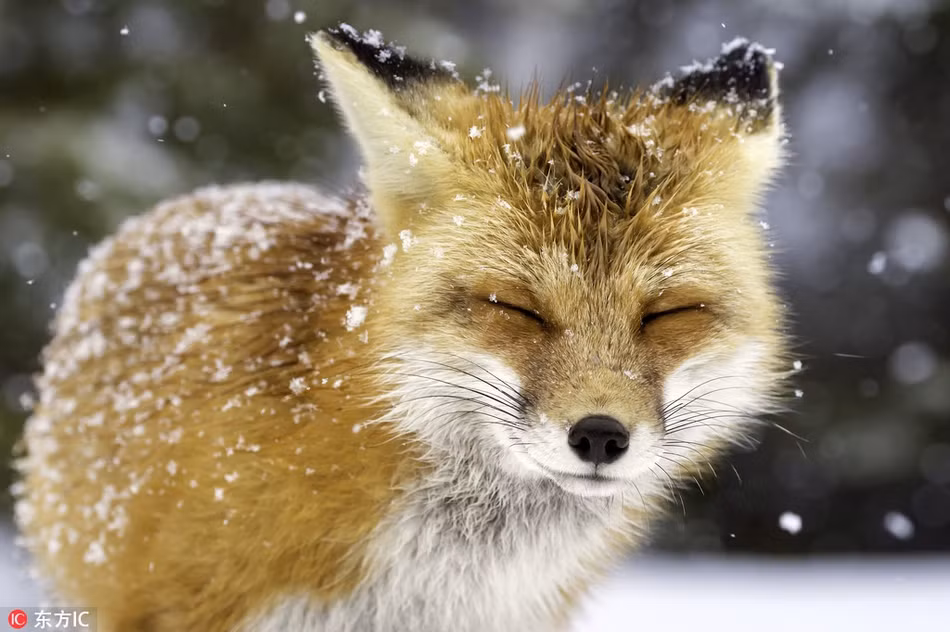 Tại Algonquin Park, Canada, một con cáo đỏ tò mò khám phá mọi thứ trong tuyết. Khuôn mặt của nó thư thái và tận hưởng đầy mê hoặc.