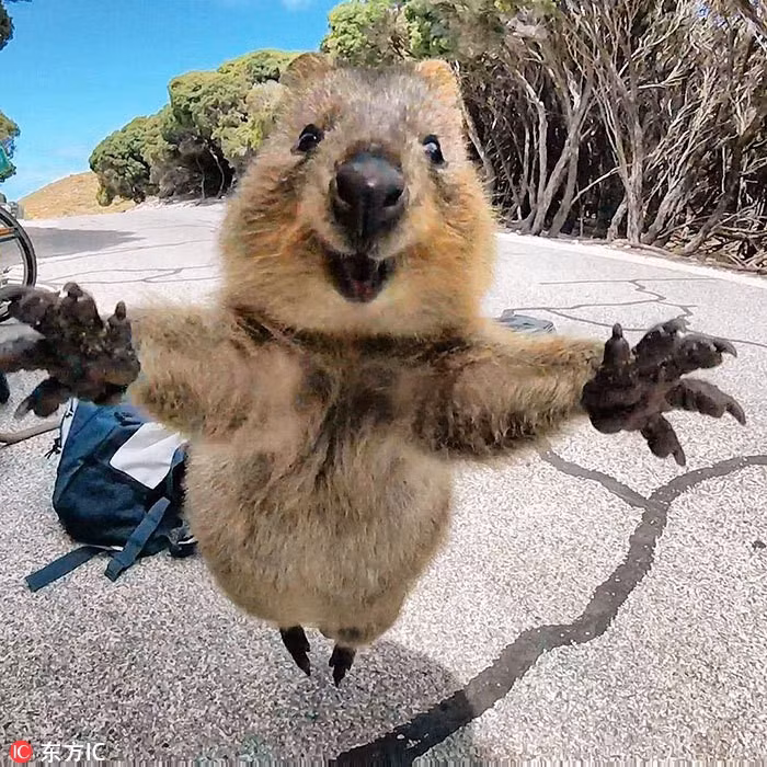 Tại Australia, một du khách đã chụp được hình ảnh vô cùng dễ thương của một con kangaroo lùn đuôi ngắn. Trong bức ảnh này, con vật nhỏ bé đang muốn nhảy lên, miệng nở nụ cười, cánh tay giang rộng như muốn nói: "Hãy ôm lấy tôi nào!".