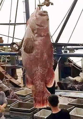 Phải dùng cần cẩu mới có thể cân được con cá khổng lồ này.