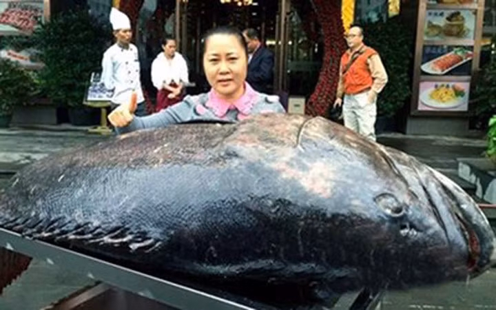 Ngư dân Trung Quốc bắt được một con cá mú khổng lồ nặng tới 130kg, dài gần 2m.