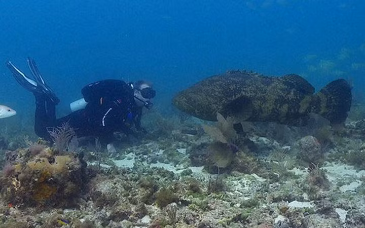 Trong chuyến đi câu tại khu vực nước nông gần thành phố Darwin, Úc cách đây không lâu, anh Brad Hinks và một người bạn đã có cơ hội được chạm trán với một con cá mú khổng lồ có cân nặng ước tính lên tới hàng trăm kg.