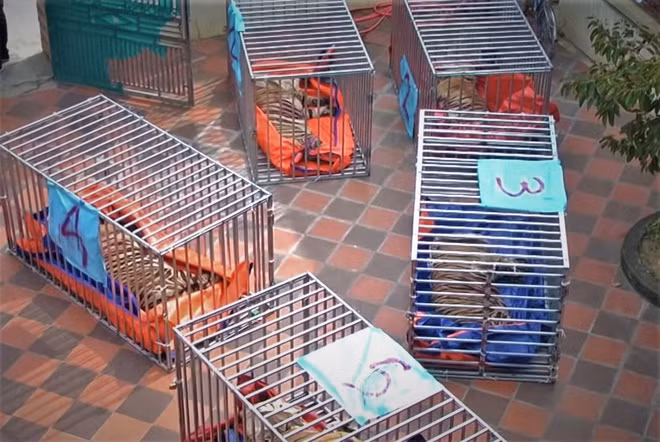 Theo kết quả kiểm tra, 17 con hộ bị nuôi nhốt trái phép là loài hổ Đông Dương, nằm trong danh mục động vật cực kỳ nguy cấp ở Việt Nam.