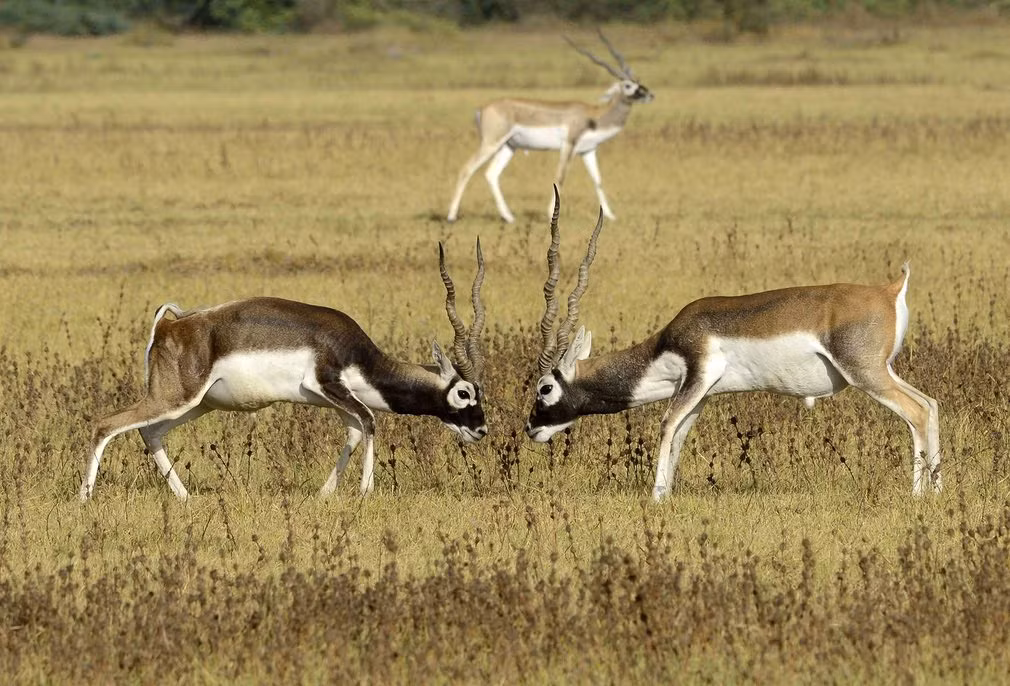 Cặp linh dương Ấn Độ quyết chiến trên cánh đồng ở Kadi Taluka, Gujarat, Ấn Độ. (Nguồn Guardian)