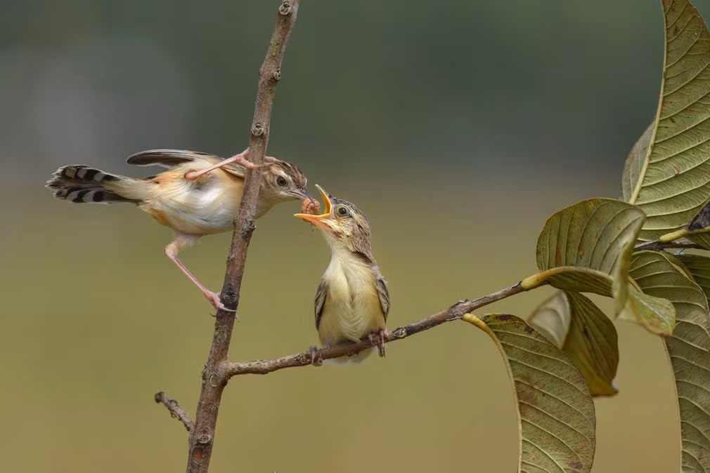 Hình ảnh động vật tuần đẹp ghi cảnh chim chiền chiện mẹ mớm mồi cho chim non trên cành cây ở Painan, Indonesia. (Nguồn Guardian)