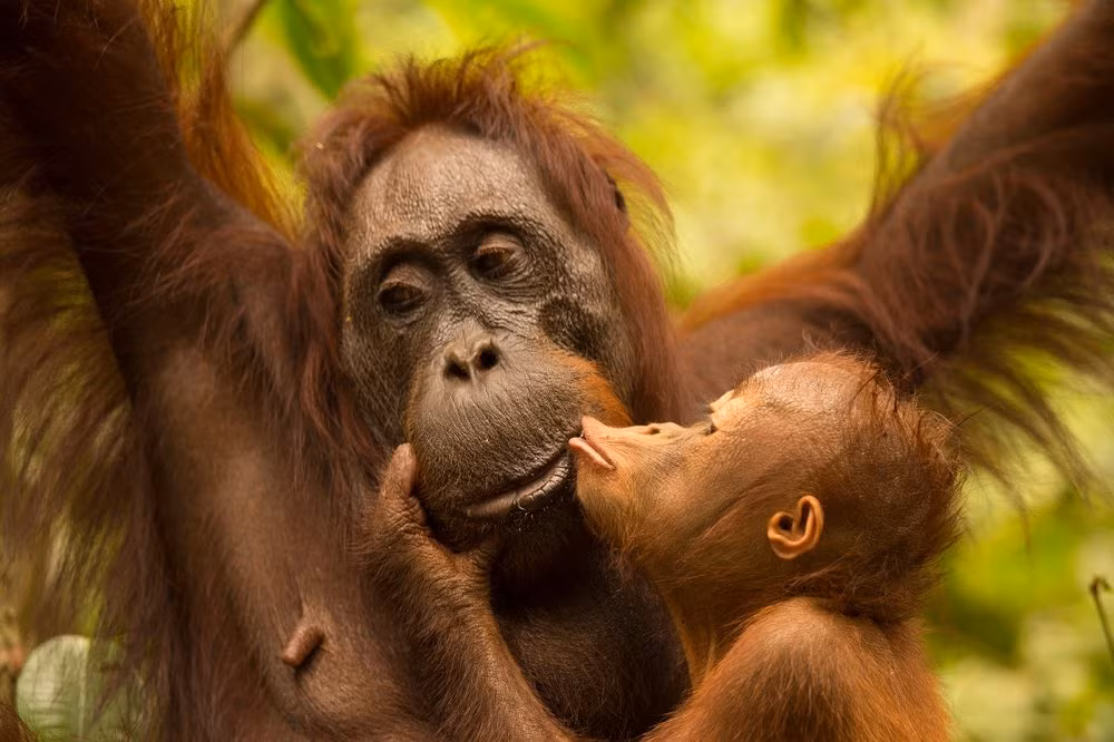 Hai mẹ con đười ươi âu yếm nhau trong vườn quốc gia Tanjung Putting ở Borneo, Indonesia. (Nguồn Guardian)