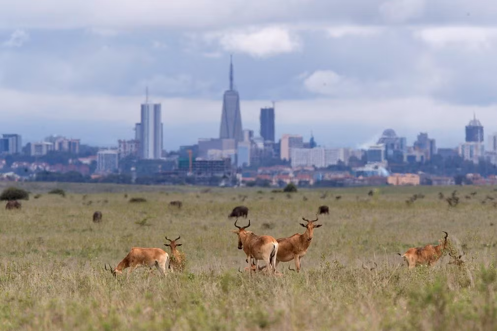 Đàn linh dương sừng cong gặm cỏ trong vườn quốc gia Nairobi ở Kenya. (Nguồn Guardian)