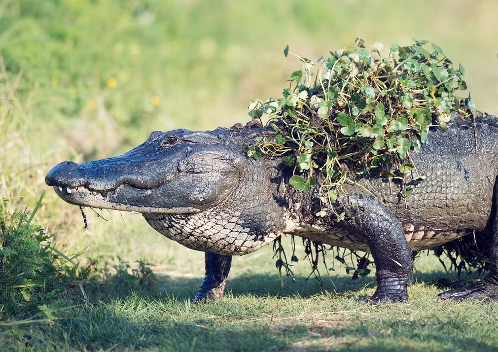 Cá sấu khổng lồ từ đầm lầy lên bờ tắm nắng ở bang Florida, Mỹ. (Nguồn Guardian)