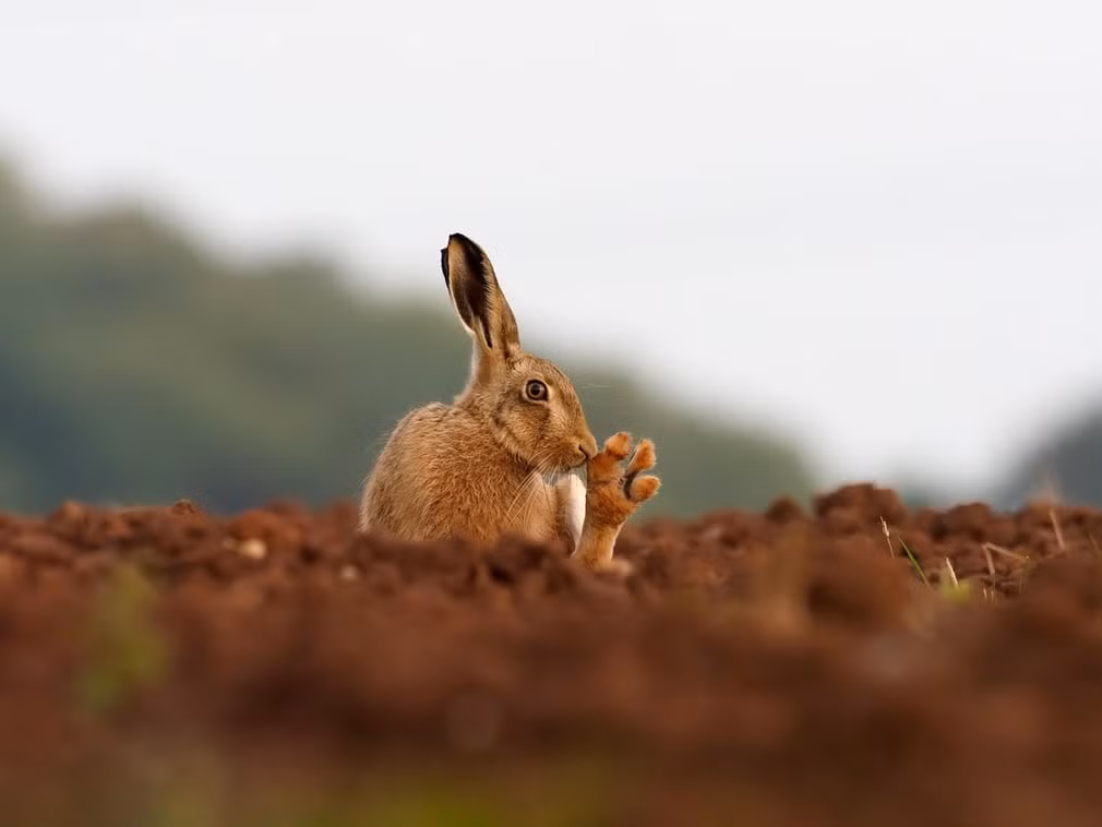 Thỏ nâu châu Âu ngồi nghỉ trên bãi đất trống ở Warwickshire, Anh. (Theo Guardian)
