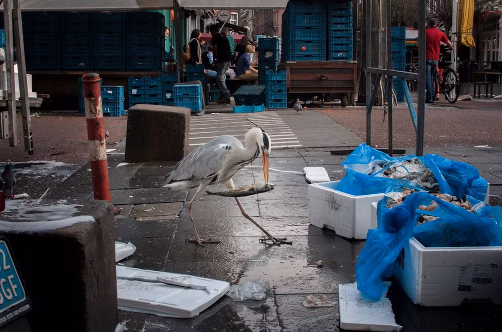 Chim diệc ăn cá tại một khu chợ hải sản ở Amsterdam, Hà Lan. (Nguồn Guardian)