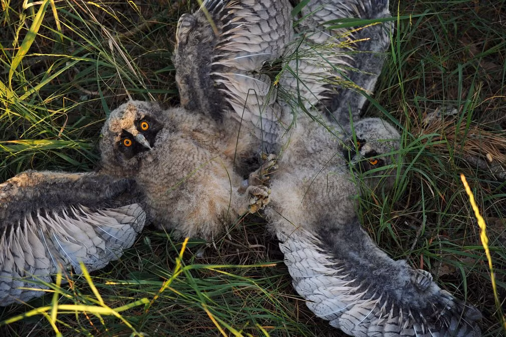 Cặp chim cú con chơi đùa trên cỏ trong một khu bảo tồn thiên gần ngôi làng Vygonoshchi, Belarus. (Nguồn Guardian)