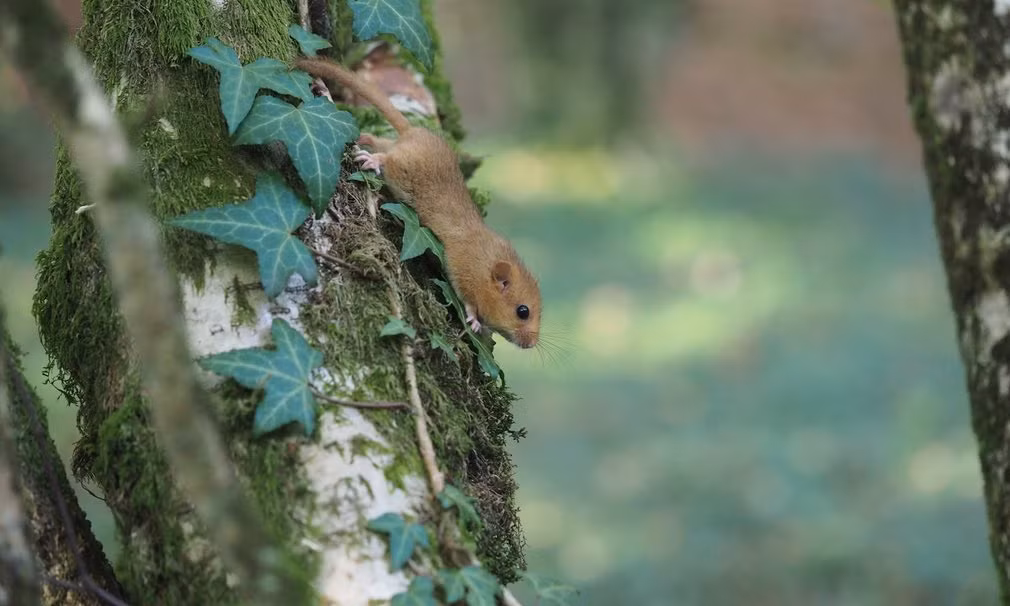 Chuột sóc leo trên cây ở Cotehele, Cornwall, Anh. (Nguồn Guardian)
