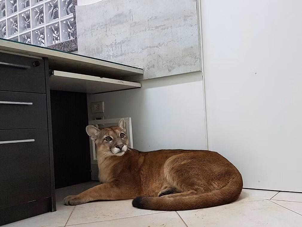 Báo sư tử đột nhập vào trong văn phòng ở thành phố Itapecerica da Serra, São Paulo, Brazil. (Nguồn Guardian)