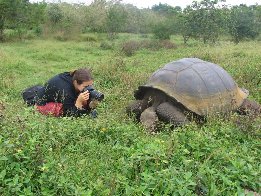  Rùa khổng lồ trên quần đảo Galapagos. (Nguồn Bored Panda)