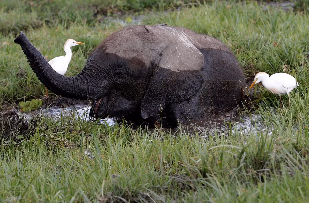 Voi con kiếm ăn dưới đầm lầy trong vườn quốc gia Amboseli, Kenya. (Nguồn Guardian)