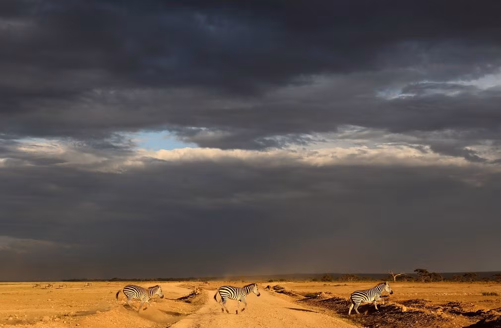 Đàn ngựa vằn băng qua đường trong vườn quốc gia Amboseli, Kenya. (Nguồn Guardian)