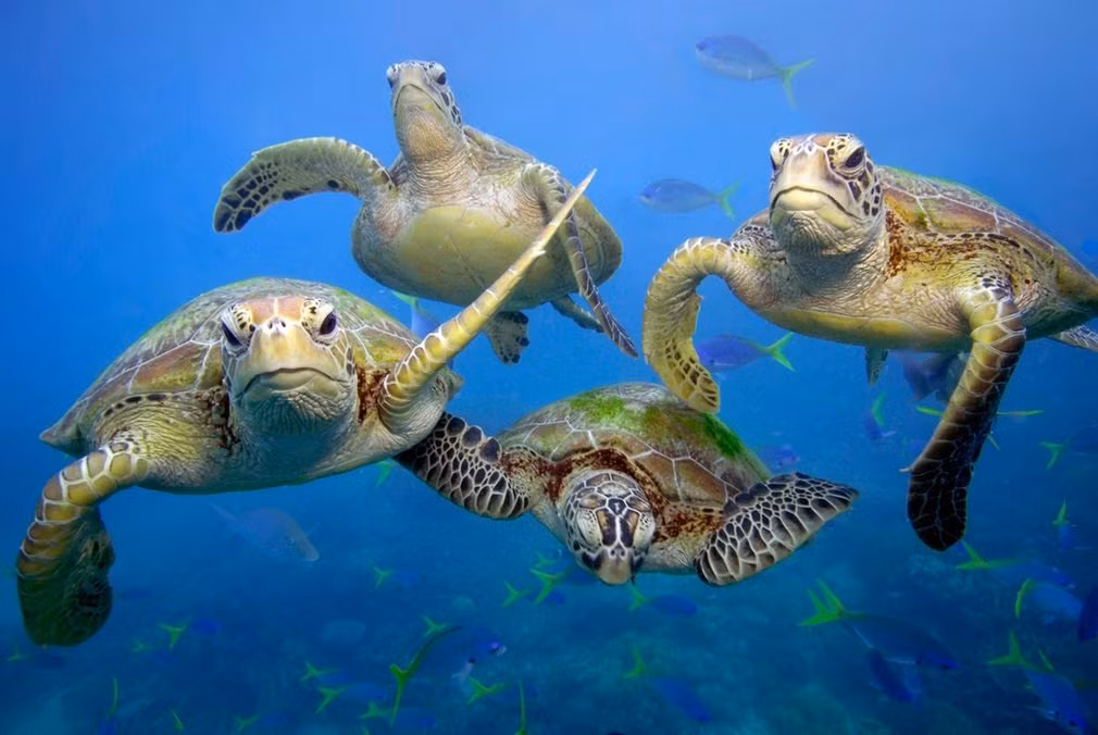 Những con rùa biển xanh trên rạn san hô Great Barrier ở Queensland, Australia. (Nguồn Guardian)