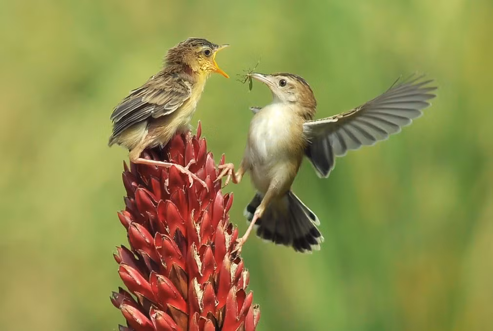 Chim chiền chiện mớm mồi cho con non ở Tây Sumatra, Indonesia. (Nguồn Guardian)