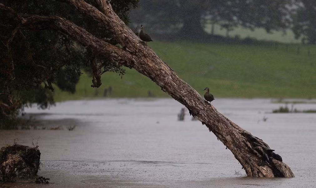 Hai con vịt trèo lên cây để tránh bão ở Billinudgel, Australia. (Nguồn Guardian)