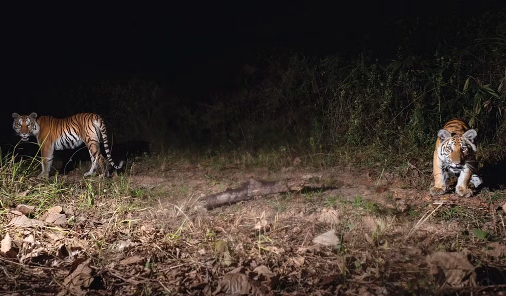 Hai con hổ quý hiếm lọt vào ống kính camera ngụy trang ở miền đông Thái Lan. (Nguồn Guardian)