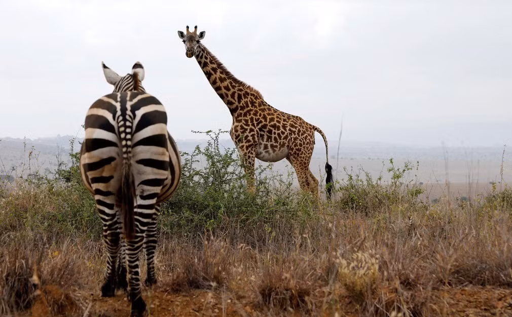 Ngựa vằn và hươu cao cổ cùng nhau gặm cỏ trong vườn quốc gia Nairobi, Kenya. (Theo Guardian)