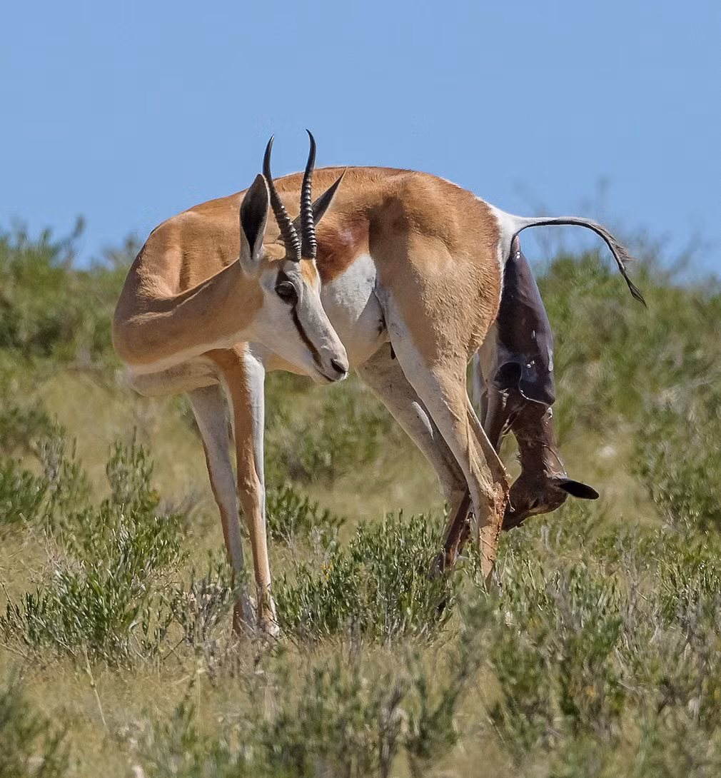 Khoảnh khắc linh dương nhảy sinh con trong vườn quốc gia Kgalagadi ở Botswana. (Nguồn Guardian)