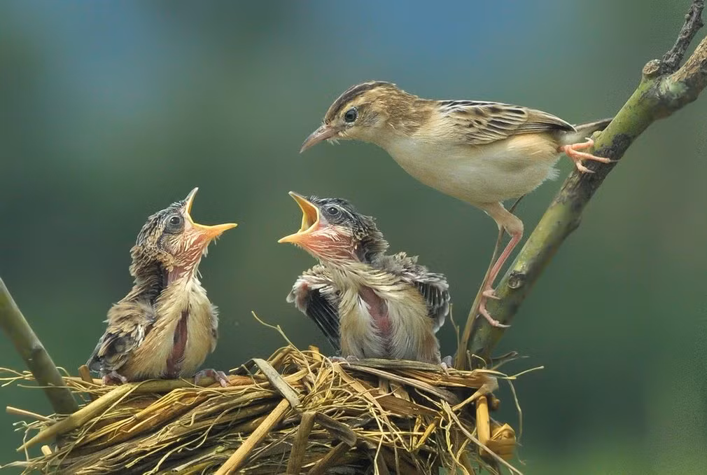 Chim mẹ mớm mồi cho chim non trên tổ của chúng ở Padang, Indonesia. (Nguồn Guardian)