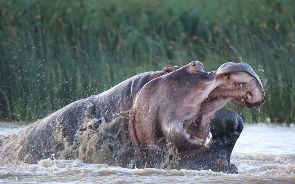 Hai con hà mã quyết chiến dưới nước trong vườn quốc gia iSimangaliso, Nam Phi. (Nguồn Guardian)