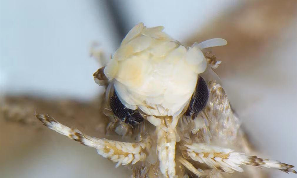 Loài bướm đêm mới (Neopalpa donaldtrumpi) được đặt tên theo Tổng thống Mỹ Donald Trump vì loài động vật này có đầu giống kiểu tóc của ông.