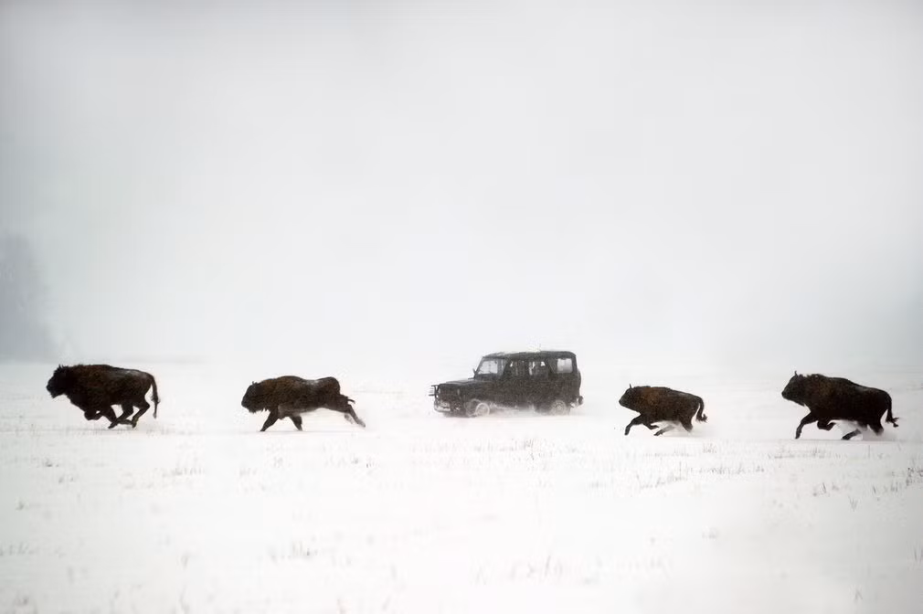 Bò rừng chạy trên cánh đồng phủ đầy tuyết tại ngôi làng Rybnitsa, Belarus.
