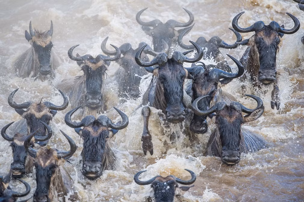 Linh dương đầu bò vượt sông trong hành trình di cư tại vườn quốc gia Masai Mara, Kenya. (Nguồn Guardian)