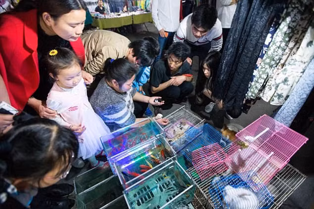Chủ cửa hàng rao bán mỗi chú chó con giá khoảng 25 USD. (Nguồn Daily Mail)