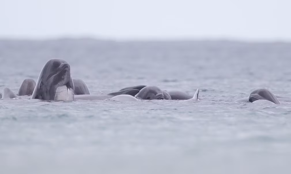 Đàn cá voi xuất hiện ở ngoài khơi quần đảo Shetland, Scotland. (Nguồn Guardian)