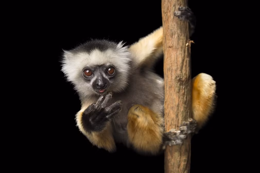 Vượn cáo trong khu bảo tồn Lemuria Land ở Madagascar. (Nguồn Guardian)